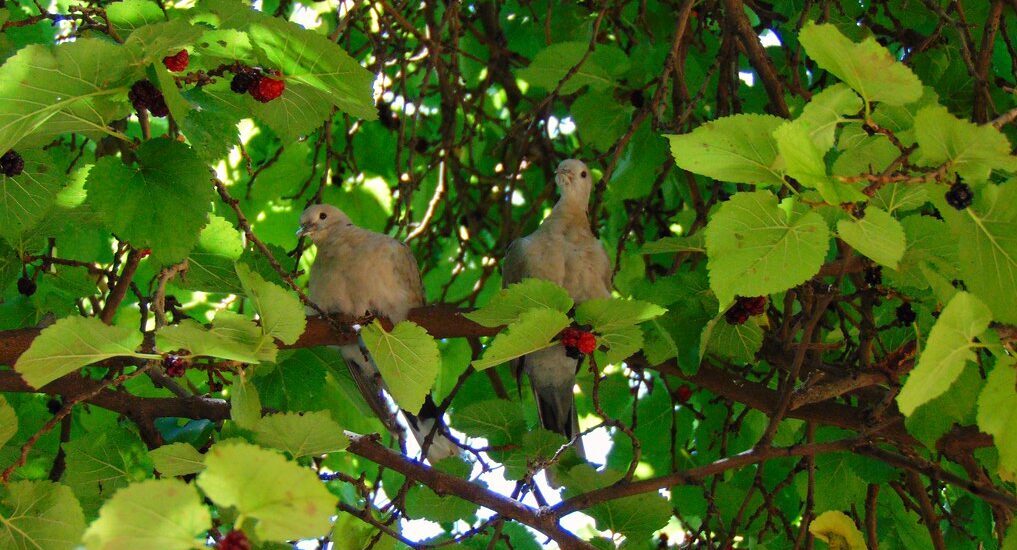 Two pigeons perched on a mulberry branch surrounded by green leaves