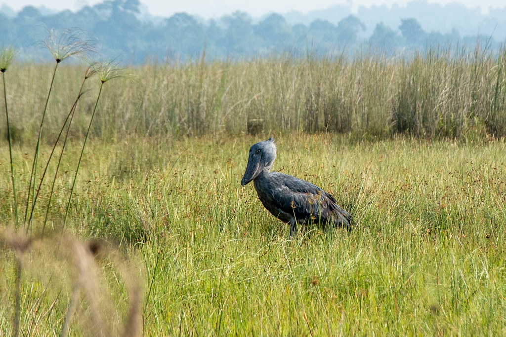 A Shoebill with a large bill and grey plumage stands in tall, dry grass.