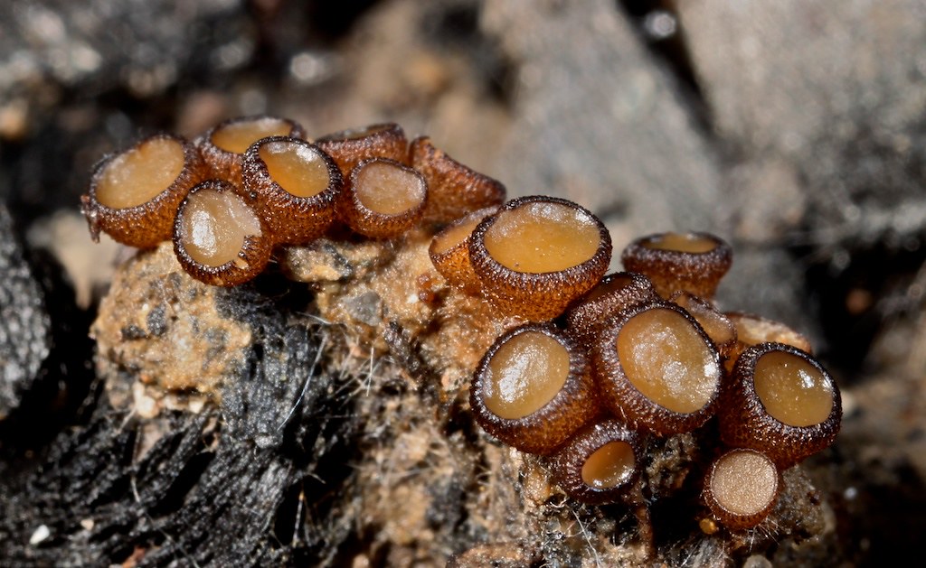 Small, cup-shaped fungi with brown rims and pale centers cluster on dark, coarse material.