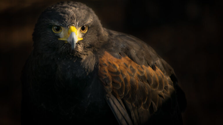 A majestic Harris's Hawk with golden eyes and brown shoulder patches stares intensely.