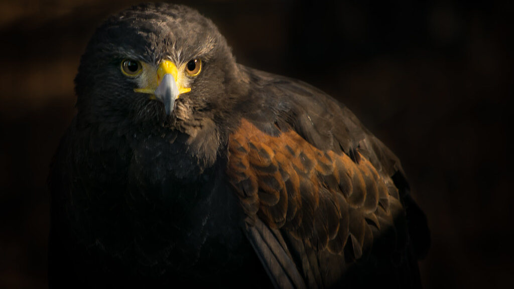 A majestic Harris's Hawk with golden eyes and brown shoulder patches stares intensely.