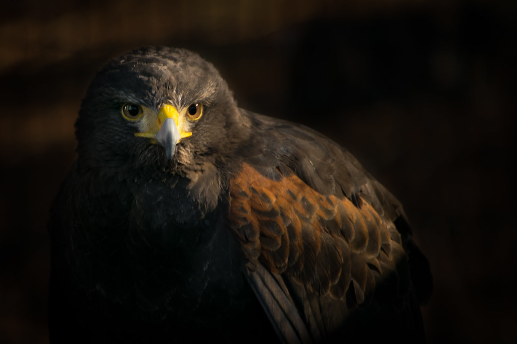 A majestic Harris's Hawk with golden eyes and brown shoulder patches stares intensely.