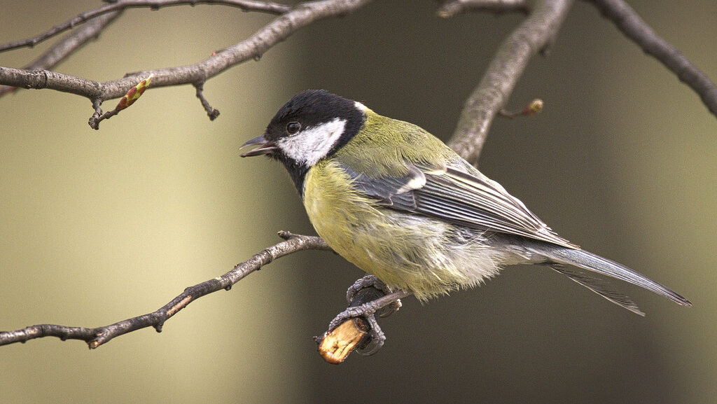 A great tit with a black head, white cheeks, and yellow body perches on a branch.
