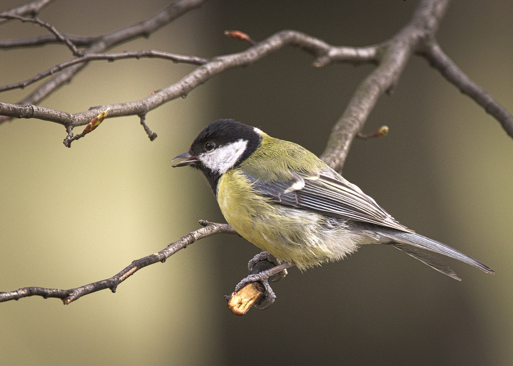 A great tit with a black head, white cheeks, and yellow body perches on a branch.