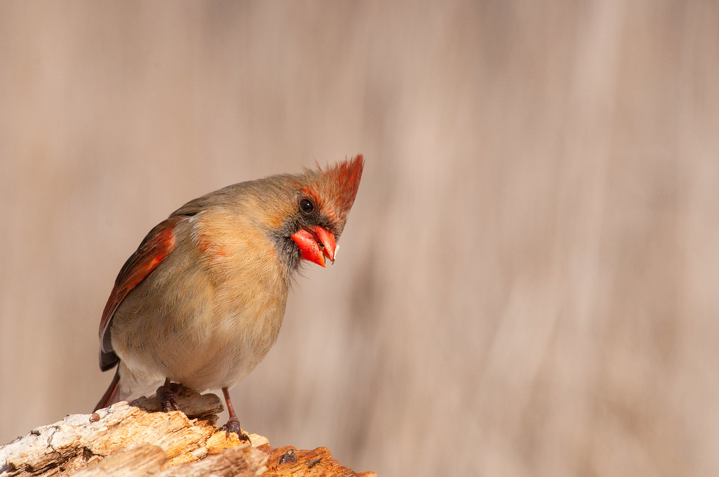 A female northern cardinal with a reddish crest and bright red beak perches on wood.