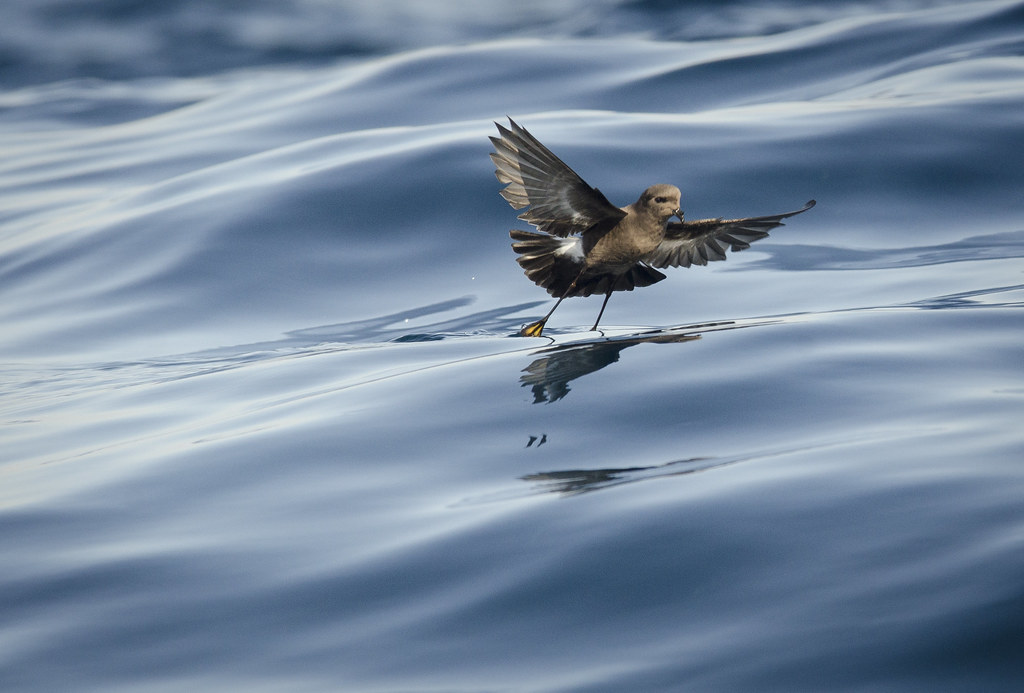 A Wilson's Storm Petrel skims the blue water surface with spread wings.