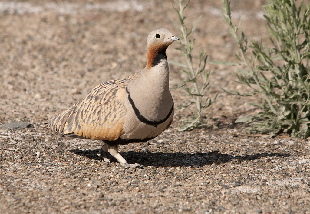 A black-bellied sandgrouse with a distinctive black band and reddish neck walks on gravel.
