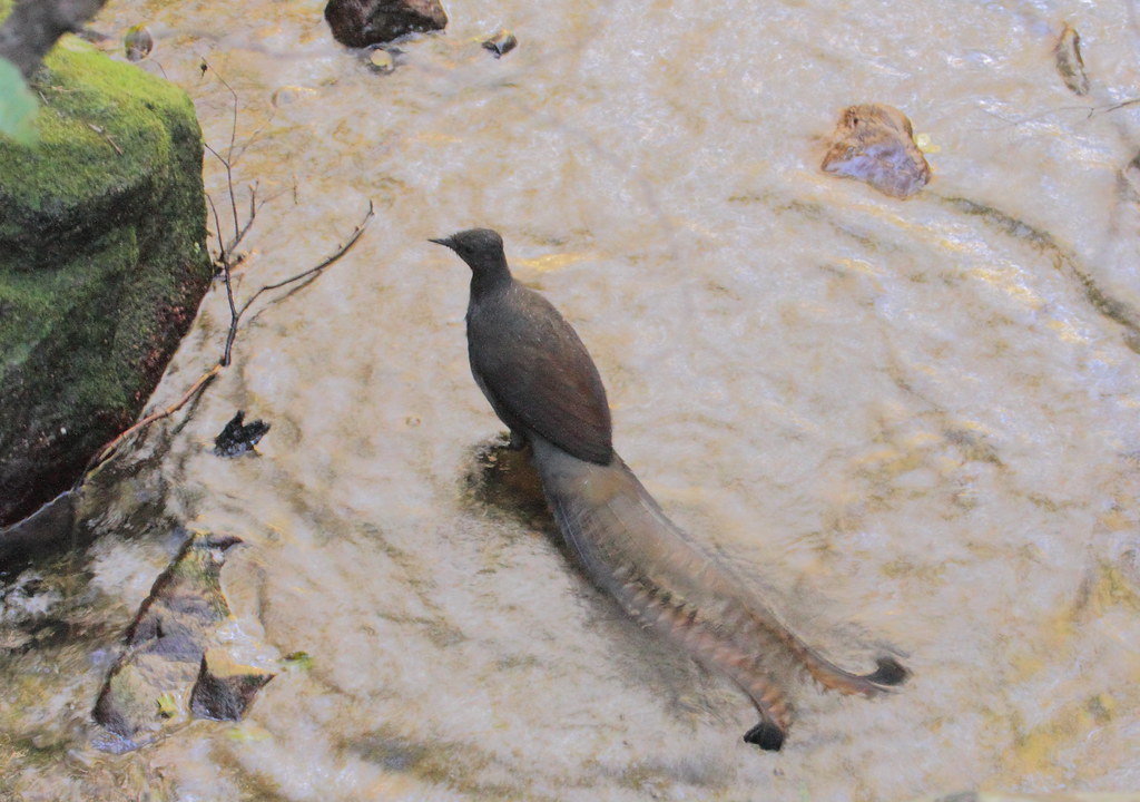 A Superb Lyrebird with dark brown plumage and a very long tail stands on light ground.