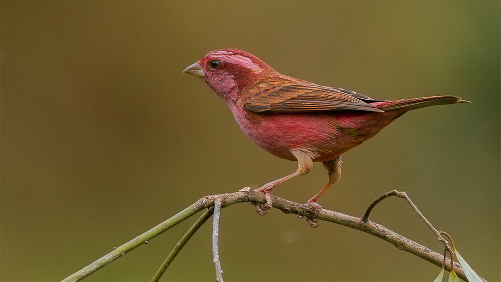 A Pink-browed Rosefinch perches on a branch, showing its vibrant reddish-pink plumage.