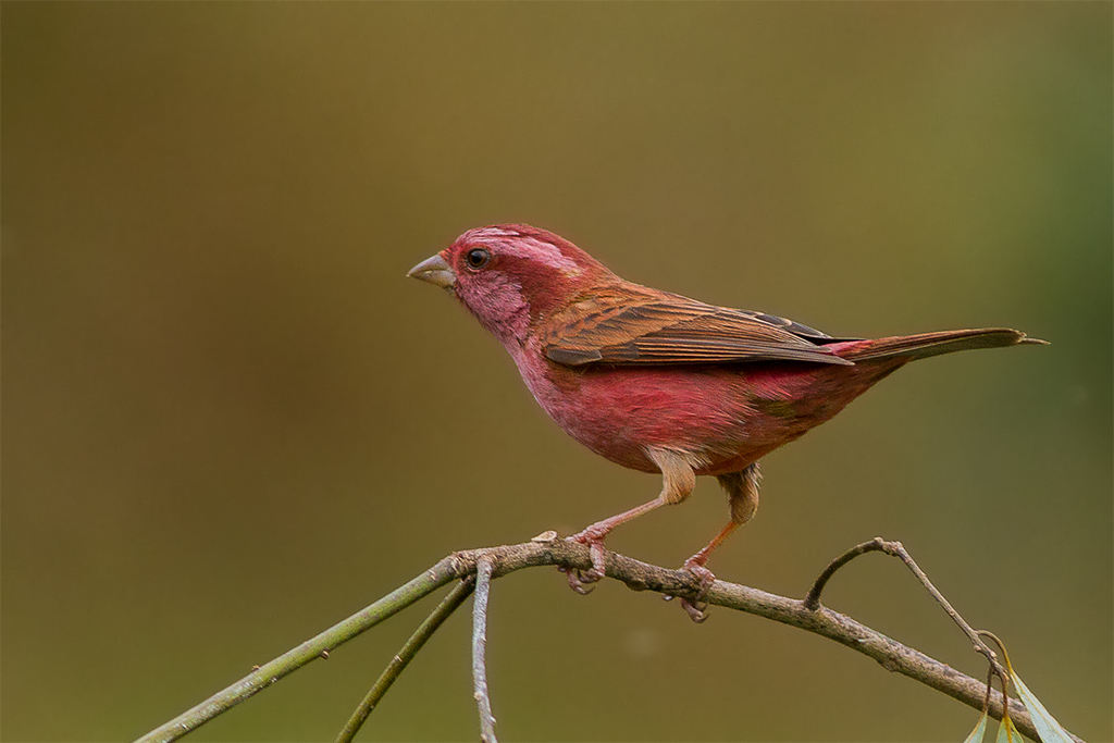 A Pink-browed Rosefinch perches on a branch, showing its vibrant reddish-pink plumage.