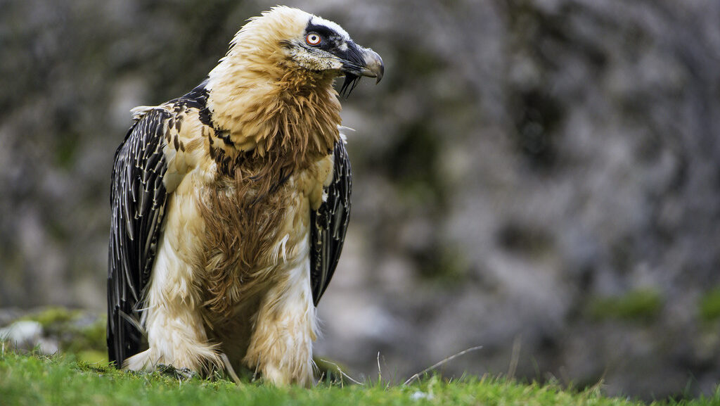 A Bearded Vulture with a pale head and orange-brown chest stands on green grass.