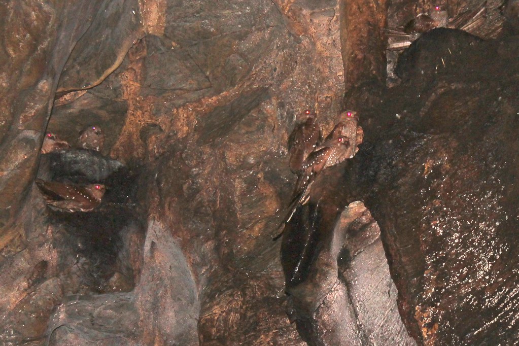 Several Oilbirds with glowing red eyes perch on dark, textured cave walls.