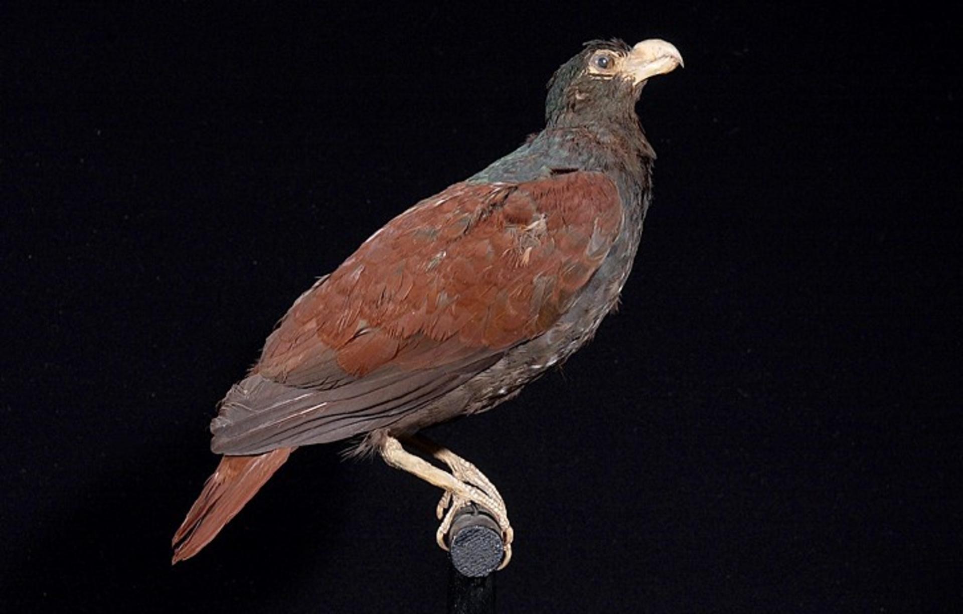 A tooth-billed pigeon with brown and dark plumage perches on a stand.