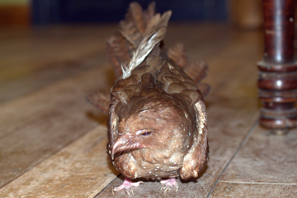 An Oilbird with ruffled brown and white speckled feathers stands on a wooden floor.