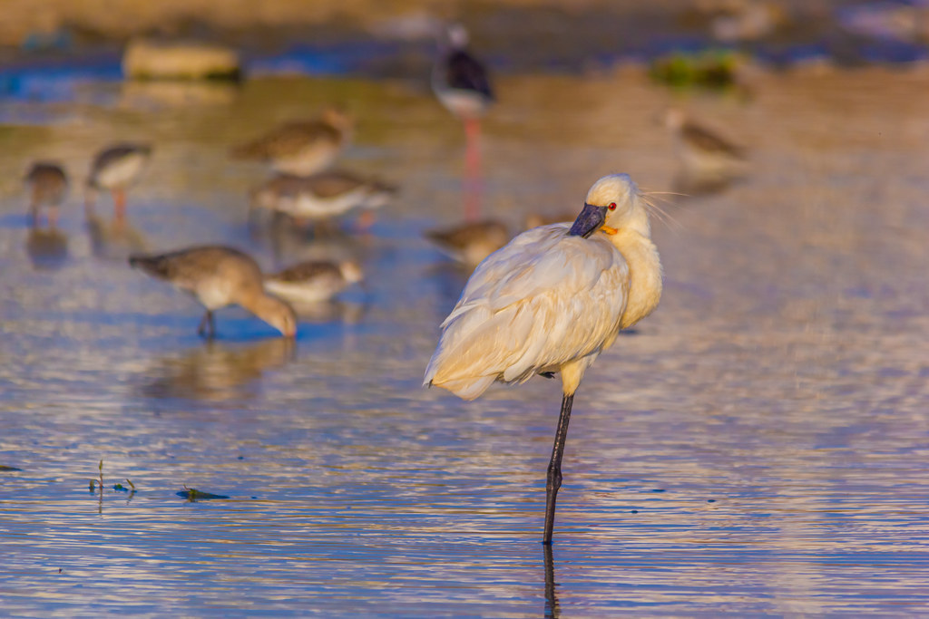A pale Eurasian Spoonbill with a spoon-shaped bill stands on one leg in shallow water.