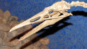 Close-up of Hesperornis skull showing teeth