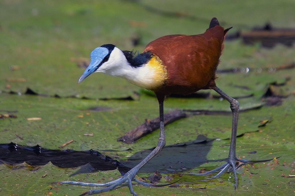 An African Jacana with a blue bill and long toes stands on a green lily pad.