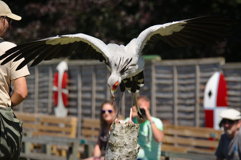 A Secretarybird perches on a stump with wings spread, looking down at an object in its beak.