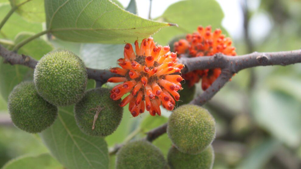 Close-up of ripening Paper Mulberry fruit clusters among green leaves
