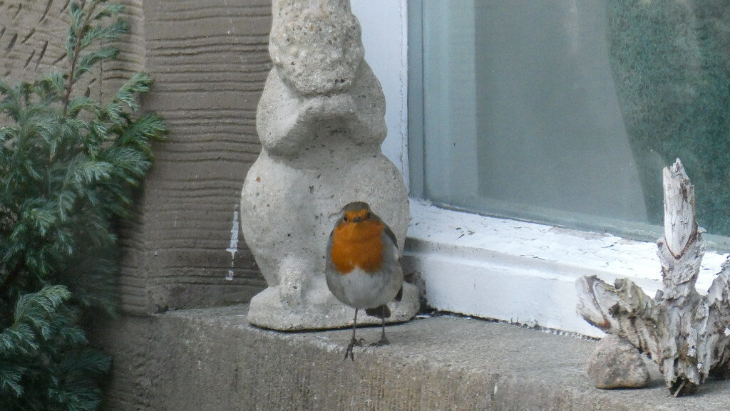 Curious robin bird perched on sill outside a glass window
