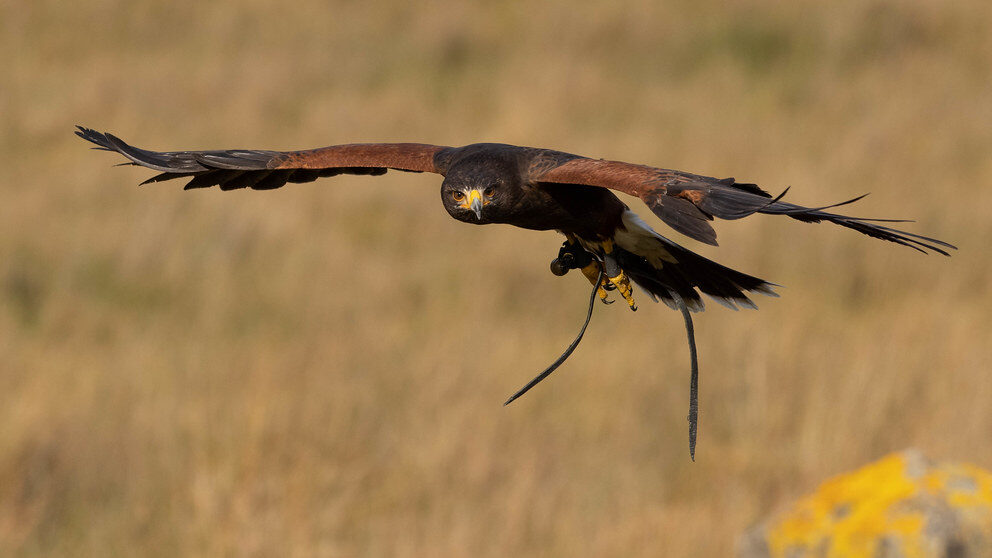 A Harris's Hawk with outstretched wings glides low over a brown grassy field.