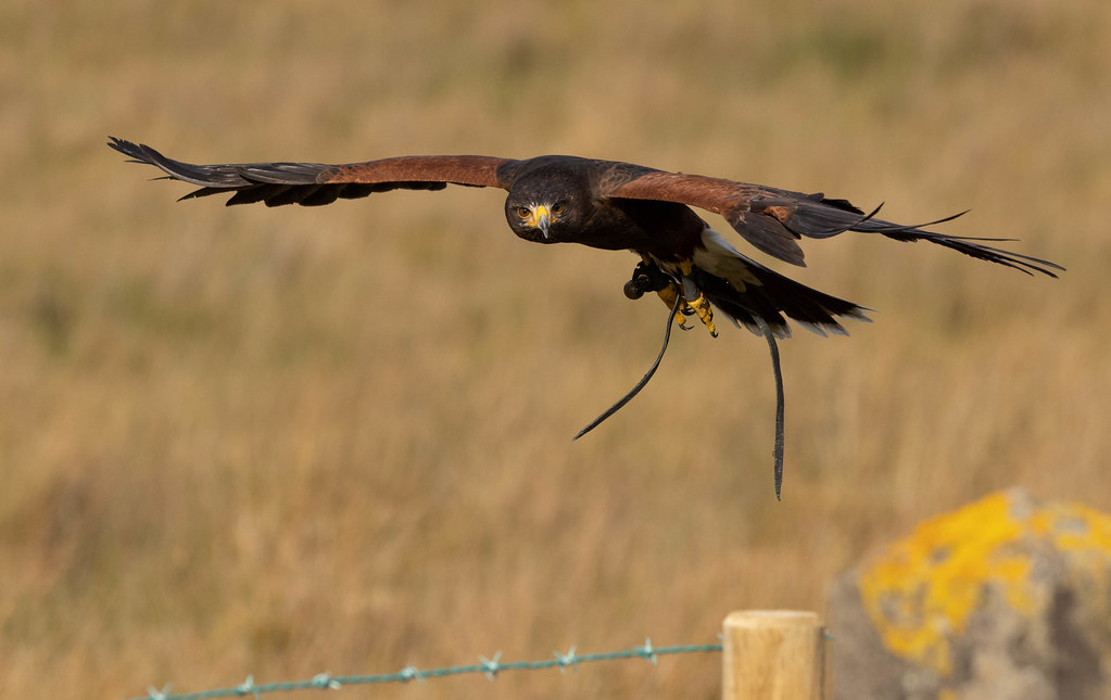 A Harris's Hawk with outstretched wings glides low over a brown grassy field.