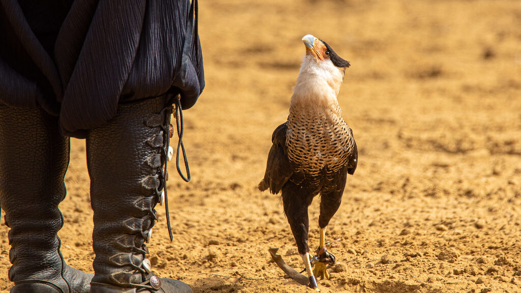 Falcon walking beside its trainer