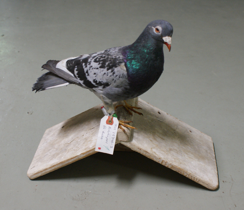 A striking Homing Pigeon with iridescent neck feathers and a leg band stands on a perch.
