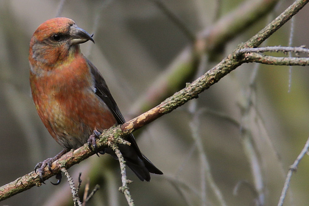 A Red Crossbill perches on a branch, showing its unique crossed beak.