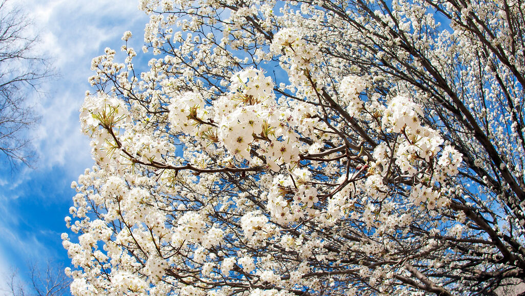 Bradford Pear tree with white blossoms