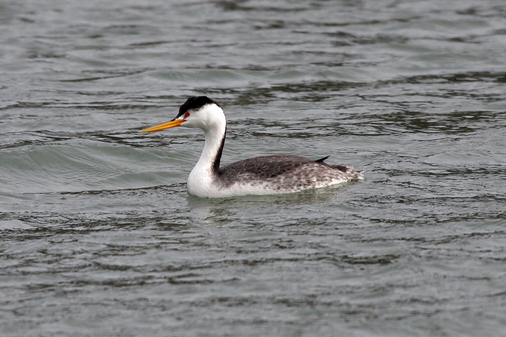 A Clark's Grebe with a black cap and orange bill swims on rippled water.