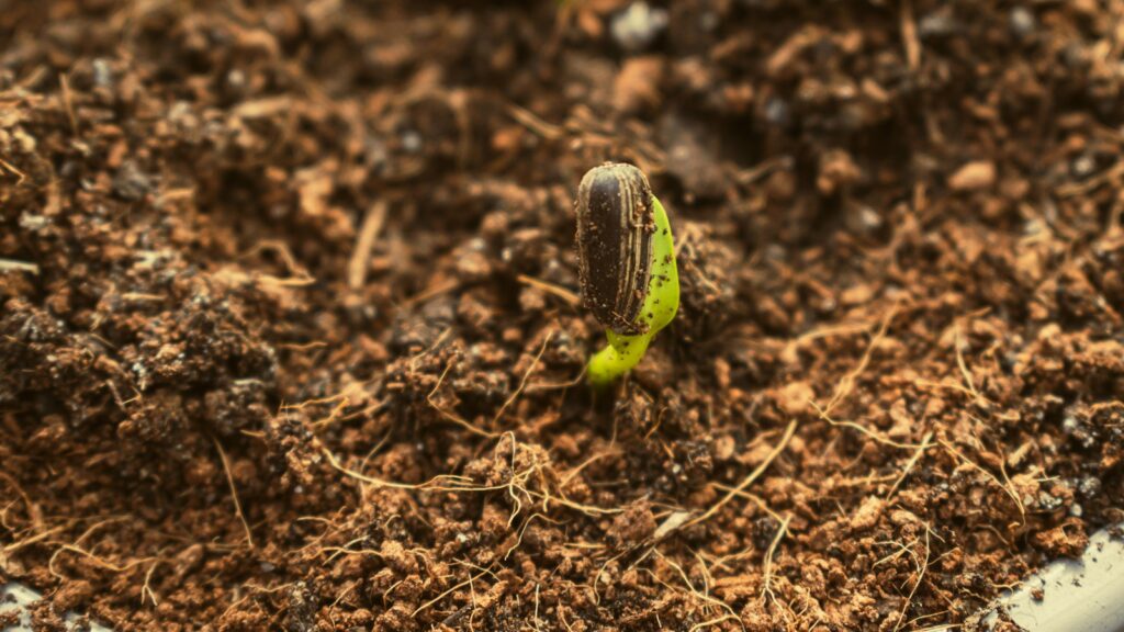 Sunflower seed sprouting in soil with green seedling emerging