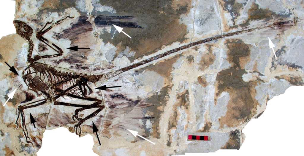 A detailed fossil of Microraptor gui shows its skeleton and feather impressions against rock.