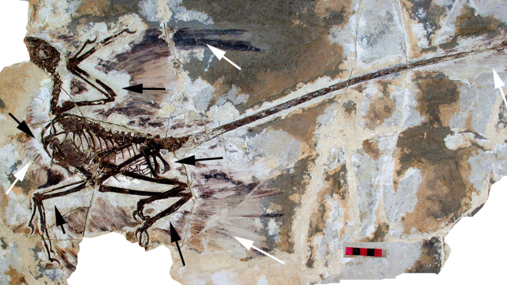 A detailed fossil of Microraptor gui shows its skeleton and feather impressions against rock.