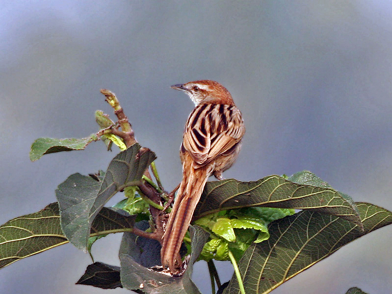 A Striated Grassbird with a streaky brown back and long tail perches on a leafy branch.