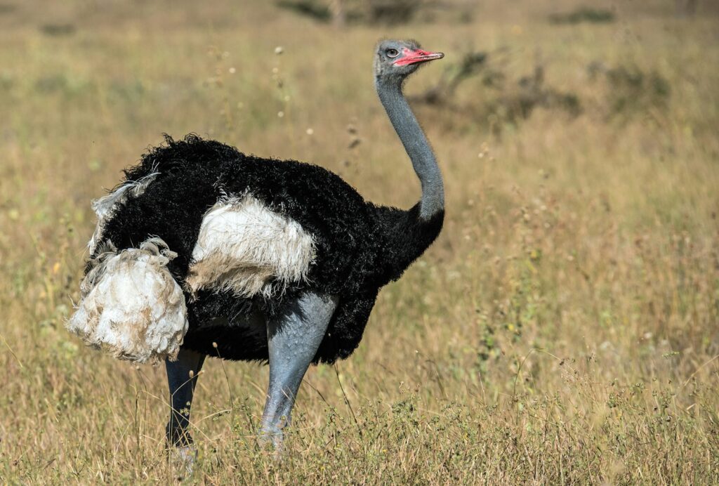 A large ostrich with black, white, and gray plumage stands in a dry grassy field.