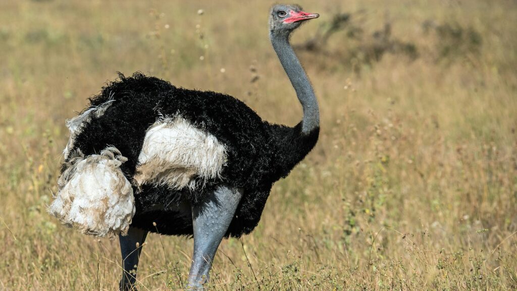 A large ostrich with black, white, and gray plumage stands in a dry grassy field.