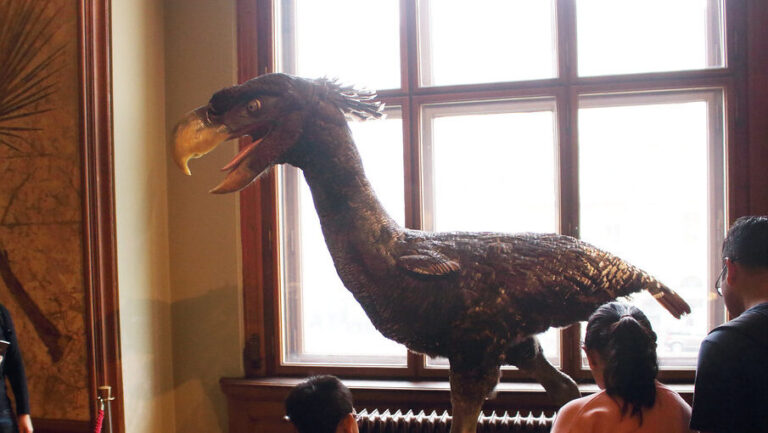 A museum exhibit features a large, feathered replica of a Terror Bird, with an open beak, observing visitors.