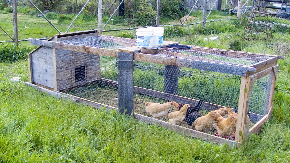 Chickens roaming inside a portable chicken tractor in a backyard