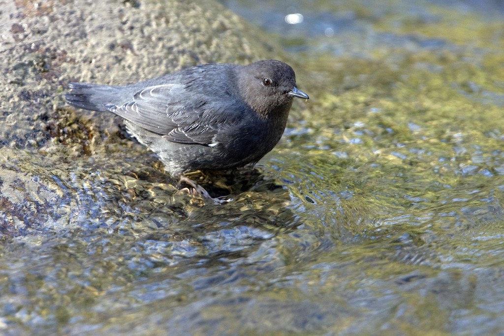 An American Dipper, a small grey-brown bird, stands on a rock in clear water.
