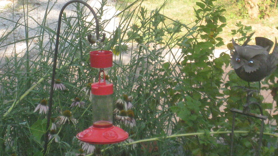 Hummingbird nectar feeder equipped with ant guard