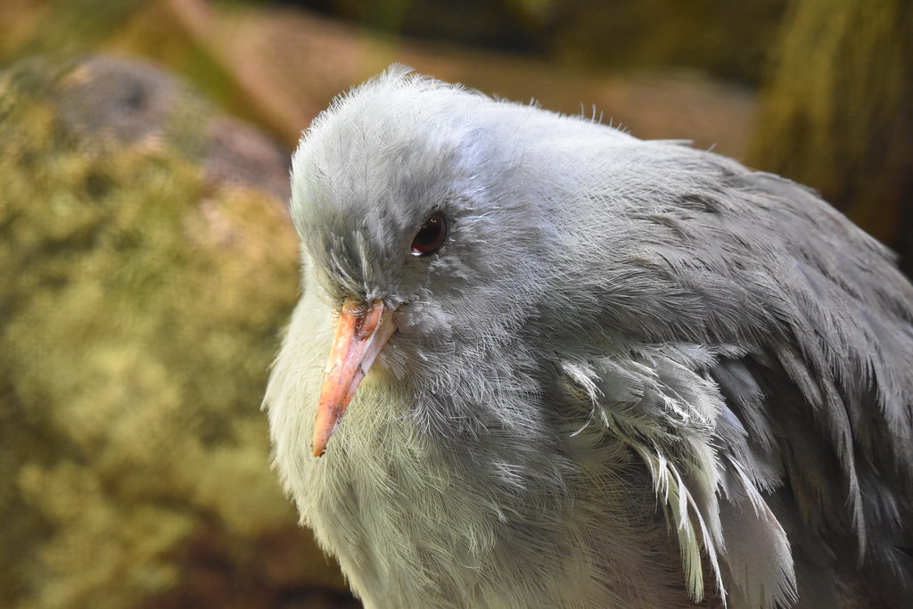 A light gray kagu with red eyes and an orange bill looks down.