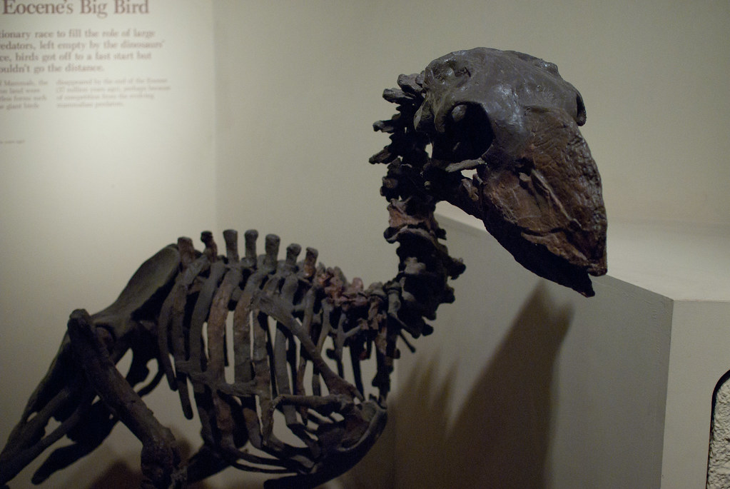 A fossilized skeleton of a Gastornis, a large prehistoric bird, is displayed in a museum exhibit.