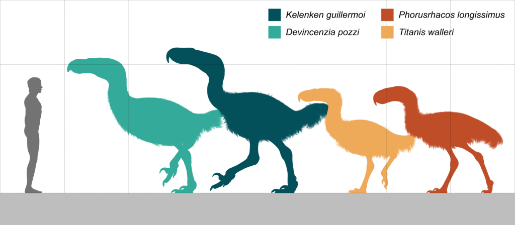 Shows a size comparison of four extinct terror birds: Devincenzia pozzi, Kelenken guillermoi, Titanis walleri, and Phorusrhacos longissimus, relative to a human.
