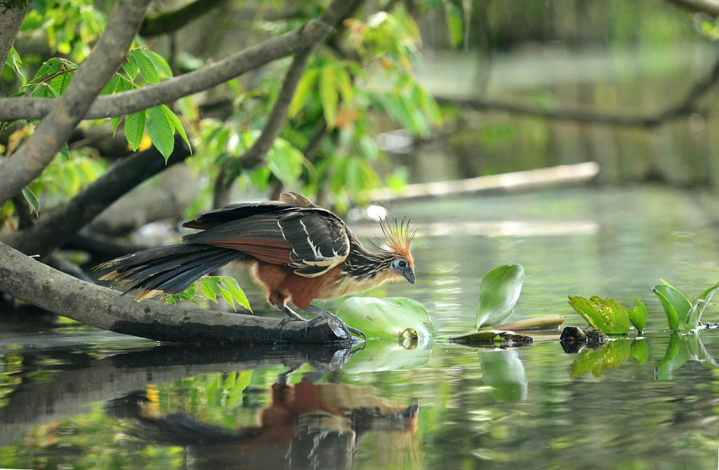A Hoatzin bird with a spiky crest perches on a branch over calm water.
