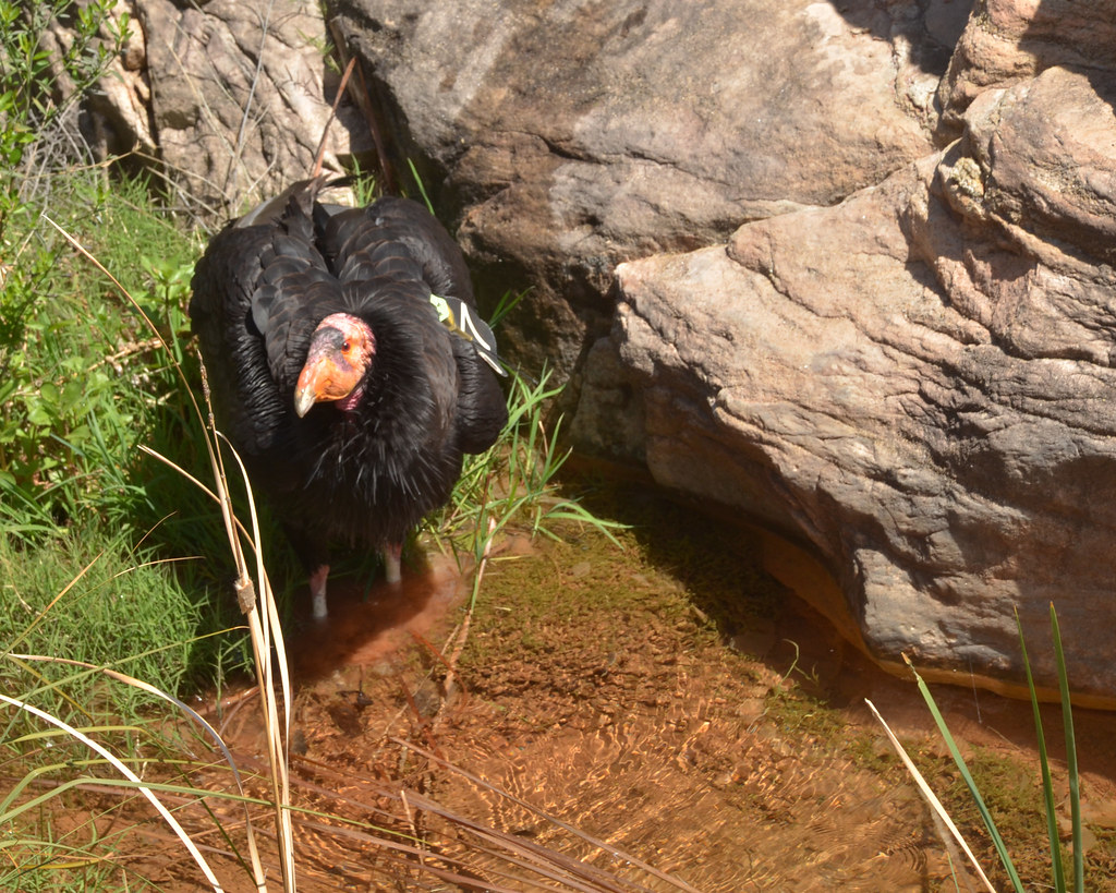 A California Condor with black plumage and a bare orange-red head stands in shallow water.
