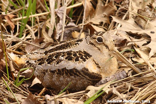 Female American Woodcock resting on forest floor