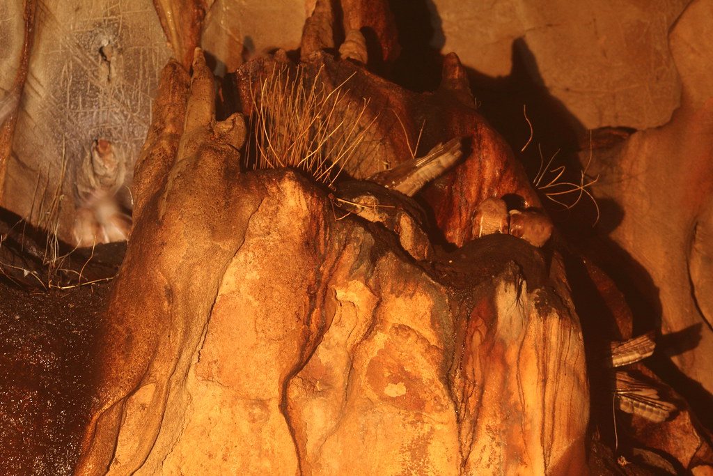 Intricate cave formations in warm light feature dry grasses on their textured surface.