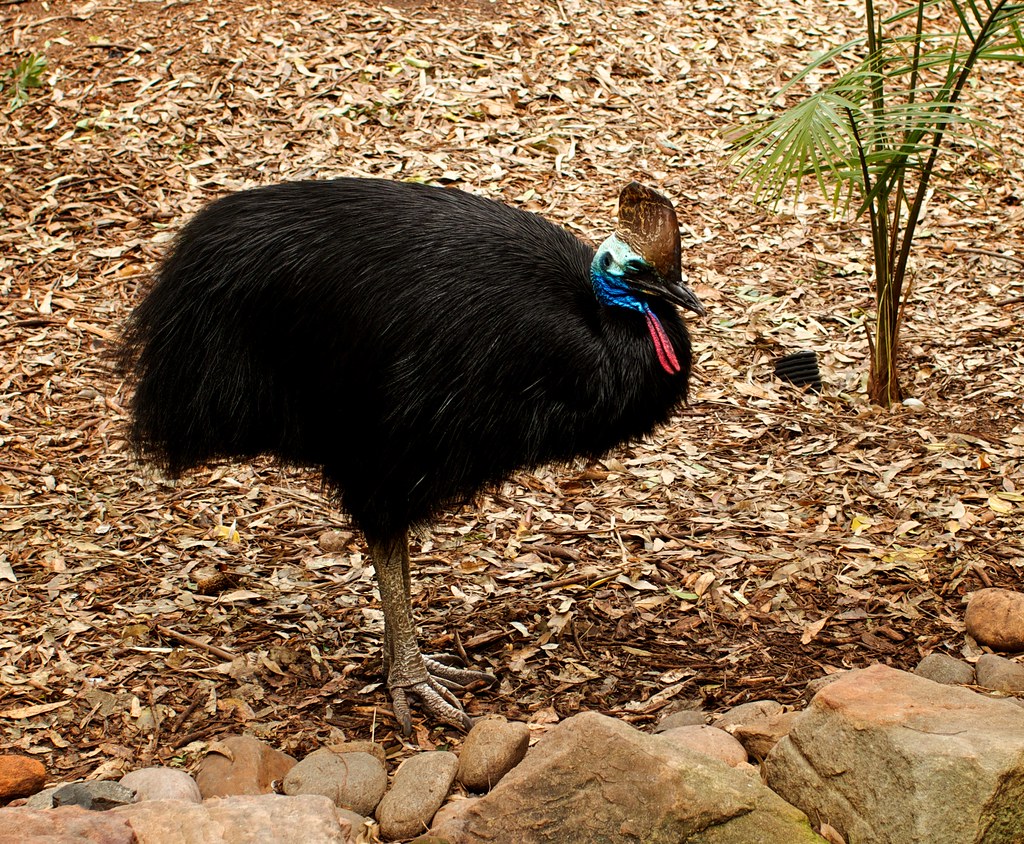 A Southern Cassowary with colorful head and neck stands on a leaf-strewn ground.