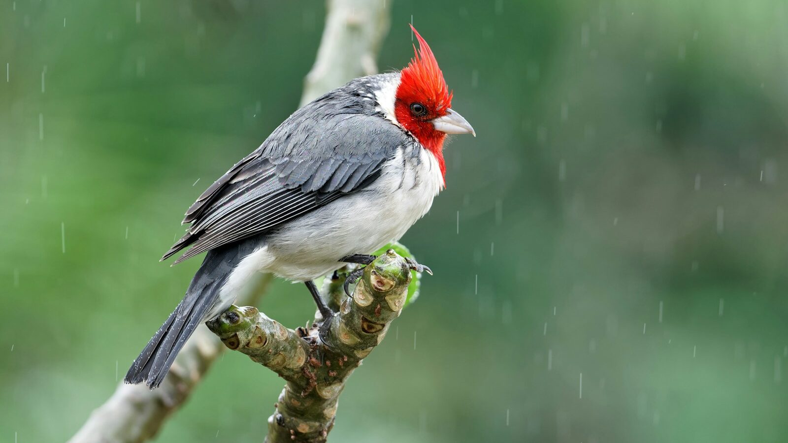 Why Some Birds Only Show Up After Rain Bird life Why Some Birds Only Show Up After Rain Bird life